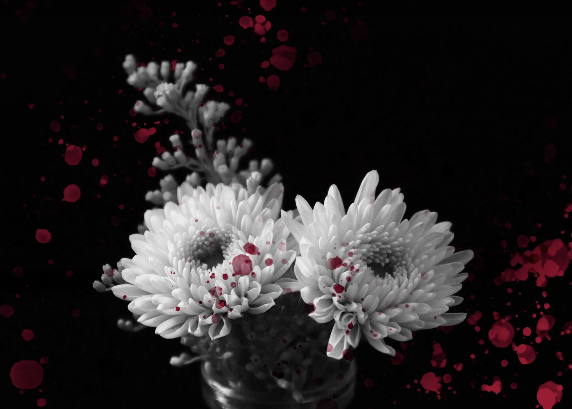 White, blood stained chrysanthemums.